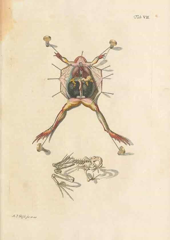 Reproducción/Reproduction 48519593557: Historia naturalis ranarum nostratium :. Nürnberg :gedrucht bey Johann Joseph Fleischmann,1758.. 