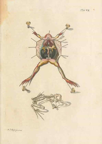 Reproducción/Reproduction 48519593557: Historia naturalis ranarum nostratium :. Nürnberg :gedrucht bey Johann Joseph Fleischmann,1758.. 