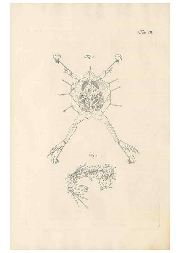 Reproducción/Reproduction 48519424811: Historia naturalis ranarum nostratium :. Nürnberg :gedrucht bey Johann Joseph Fleischmann,1758.. 