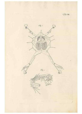 Reproducción/Reproduction 48519424811: Historia naturalis ranarum nostratium :. Nürnberg :gedrucht bey Johann Joseph Fleischmann,1758.. 