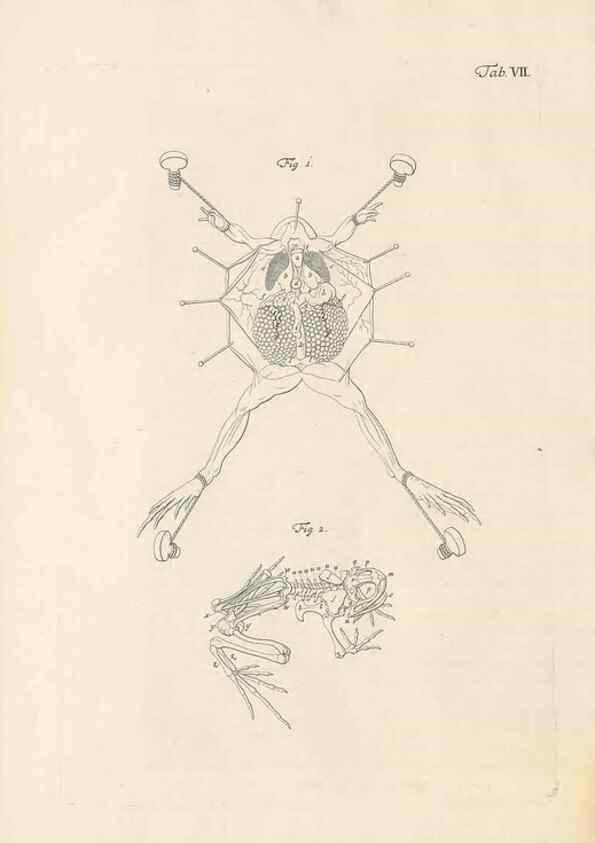 Reproducción/Reproduction 48519424811: Historia naturalis ranarum nostratium :. Nürnberg :gedrucht bey Johann Joseph Fleischmann,1758.. 