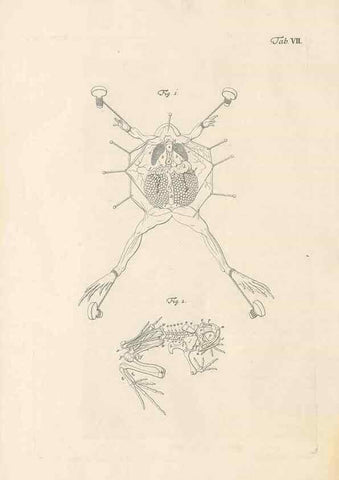 Reproducción/Reproduction 48519424811: Historia naturalis ranarum nostratium :. Nürnberg :gedrucht bey Johann Joseph Fleischmann,1758.. 