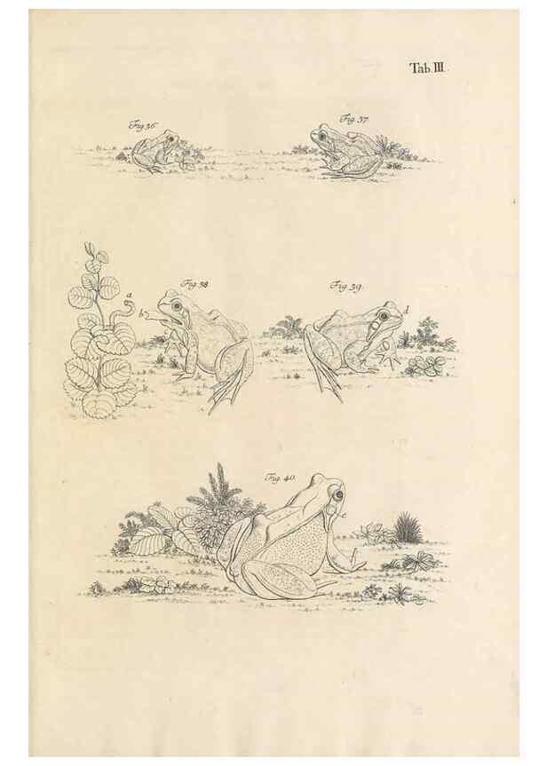 Reproducción/Reproduction 48519590632: Historia naturalis ranarum nostratium :. Nürnberg :gedrucht bey Johann Joseph Fleischmann,1758.. 
