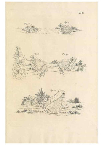 Reproducción/Reproduction 48519590632: Historia naturalis ranarum nostratium :. Nürnberg :gedrucht bey Johann Joseph Fleischmann,1758.. 