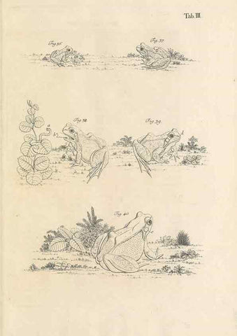 Reproducción/Reproduction 48519590632: Historia naturalis ranarum nostratium :. Nürnberg :gedrucht bey Johann Joseph Fleischmann,1758.. 