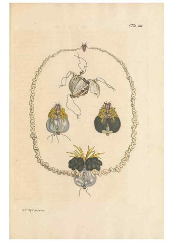 Reproducción/Reproduction 48519594427: Historia naturalis ranarum nostratium :. Nürnberg :gedrucht bey Johann Joseph Fleischmann,1758.. 