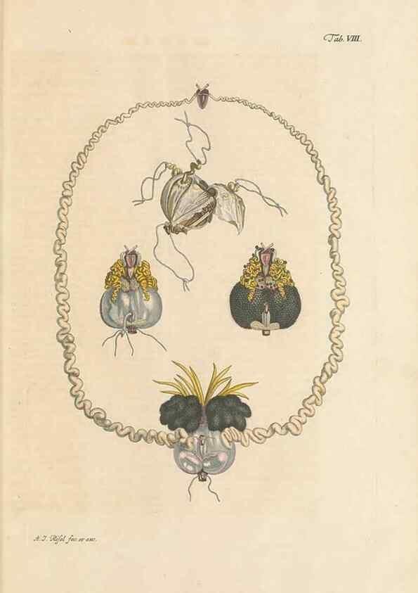 Reproducción/Reproduction 48519594427: Historia naturalis ranarum nostratium :. Nürnberg :gedrucht bey Johann Joseph Fleischmann,1758.. 