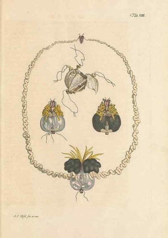 Reproducción/Reproduction 48519594427: Historia naturalis ranarum nostratium :. Nürnberg :gedrucht bey Johann Joseph Fleischmann,1758.. 