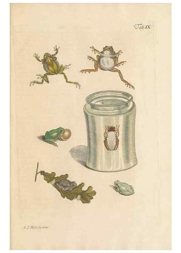 Reproducción/Reproduction 48519595227: Historia naturalis ranarum nostratium :. Nürnberg :gedrucht bey Johann Joseph Fleischmann,1758.. 