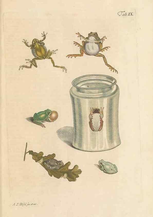 Reproducción/Reproduction 48519595227: Historia naturalis ranarum nostratium :. Nürnberg :gedrucht bey Johann Joseph Fleischmann,1758.. 