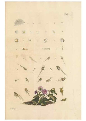 Reproducción/Reproduction 48519426911: Historia naturalis ranarum nostratium :. Nürnberg :gedrucht bey Johann Joseph Fleischmann,1758.. 