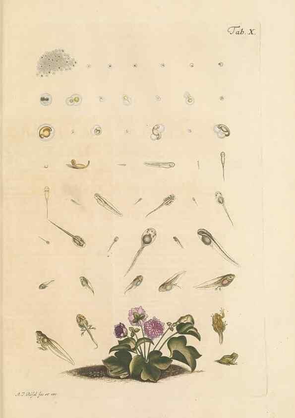 Reproducción/Reproduction 48519426911: Historia naturalis ranarum nostratium :. Nürnberg :gedrucht bey Johann Joseph Fleischmann,1758.. 