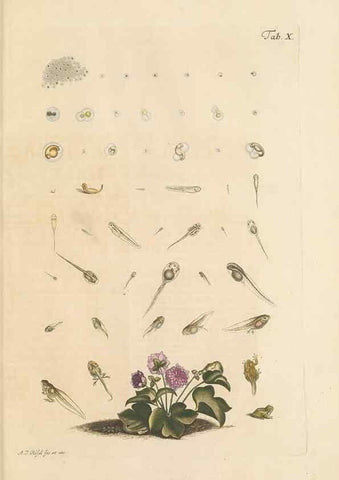 Reproducción/Reproduction 48519426911: Historia naturalis ranarum nostratium :. Nürnberg :gedrucht bey Johann Joseph Fleischmann,1758.. 