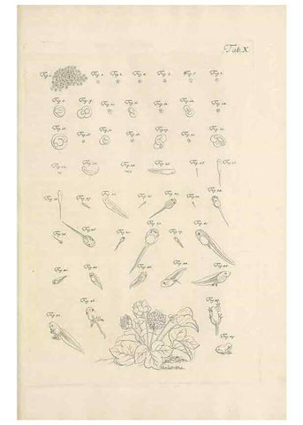 Reproducción/Reproduction 48519427351: Historia naturalis ranarum nostratium :. Nürnberg :gedrucht bey Johann Joseph Fleischmann,1758.. 