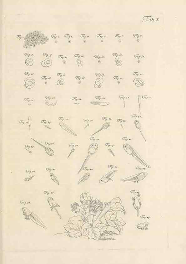 Reproducción/Reproduction 48519427351: Historia naturalis ranarum nostratium :. Nürnberg :gedrucht bey Johann Joseph Fleischmann,1758.. 