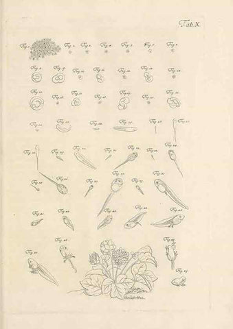 Reproducción/Reproduction 48519427351: Historia naturalis ranarum nostratium :. Nürnberg :gedrucht bey Johann Joseph Fleischmann,1758.. 