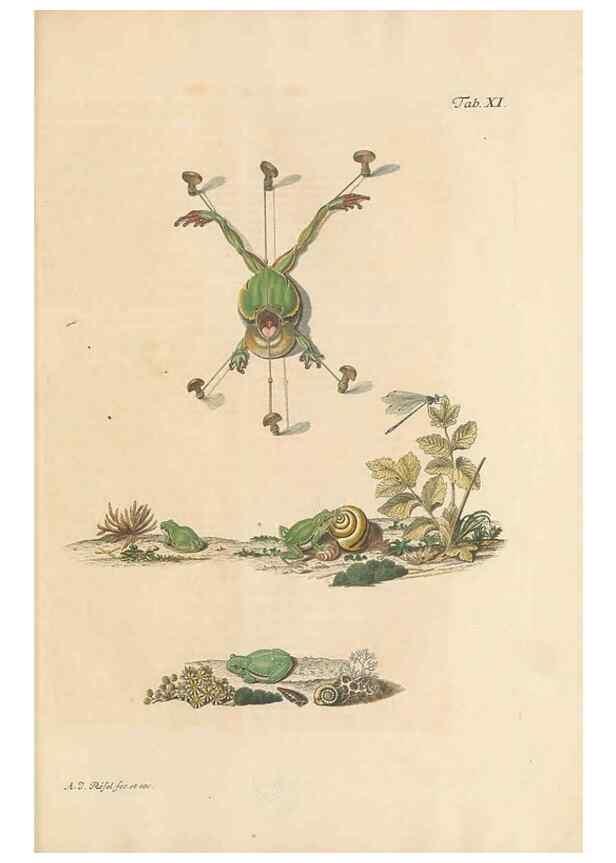 Reproducción/Reproduction 48519427806: Historia naturalis ranarum nostratium :. Nürnberg :gedrucht bey Johann Joseph Fleischmann,1758.. 