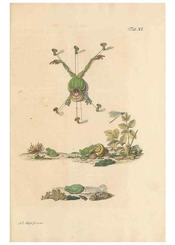 Reproducción/Reproduction 48519427806: Historia naturalis ranarum nostratium :. Nürnberg :gedrucht bey Johann Joseph Fleischmann,1758.. 
