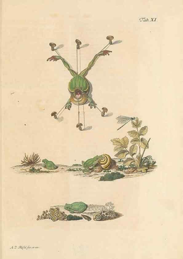 Reproducción/Reproduction 48519427806: Historia naturalis ranarum nostratium :. Nürnberg :gedrucht bey Johann Joseph Fleischmann,1758.. 