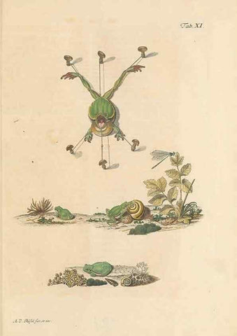 Reproducción/Reproduction 48519427806: Historia naturalis ranarum nostratium :. Nürnberg :gedrucht bey Johann Joseph Fleischmann,1758.. 