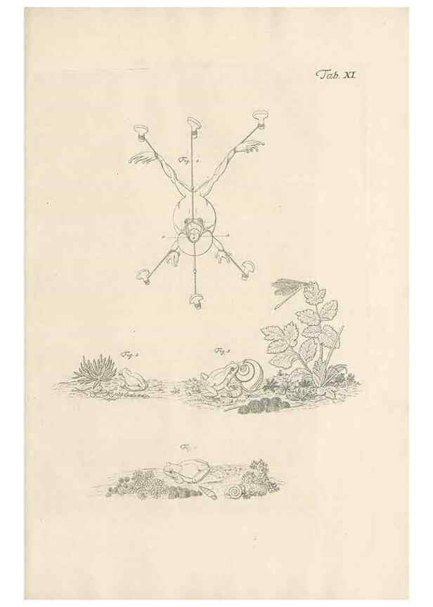 Reproducción/Reproduction 48519428286: Historia naturalis ranarum nostratium :. Nürnberg :gedrucht bey Johann Joseph Fleischmann,1758.. 