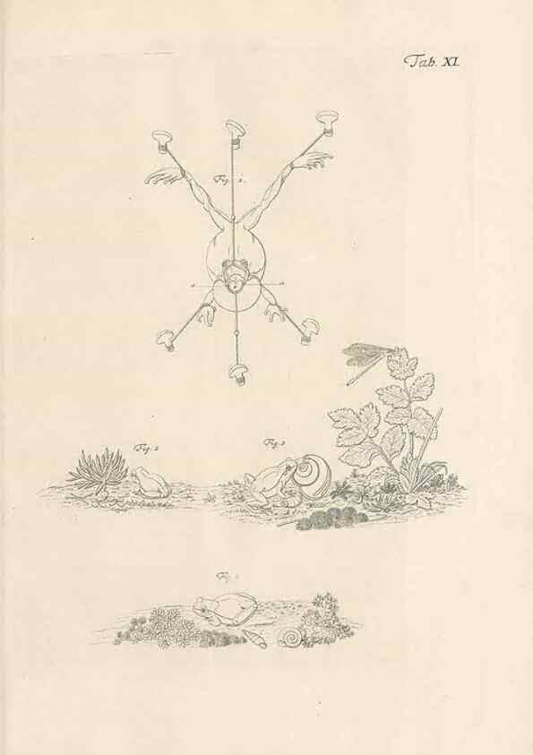 Reproducción/Reproduction 48519428286: Historia naturalis ranarum nostratium :. Nürnberg :gedrucht bey Johann Joseph Fleischmann,1758.. 