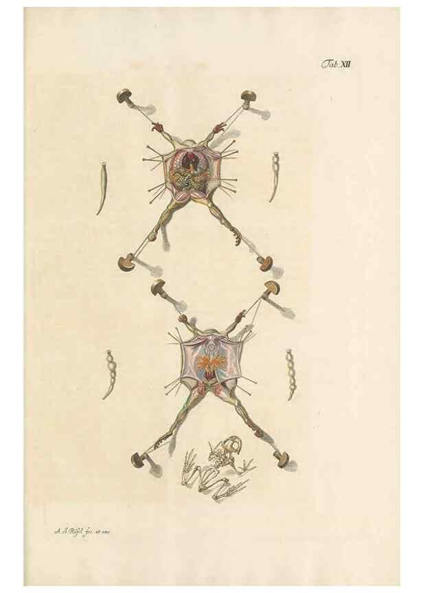 Reproducción/Reproduction 48519428756: Historia naturalis ranarum nostratium :. Nürnberg :gedrucht bey Johann Joseph Fleischmann,1758.. 