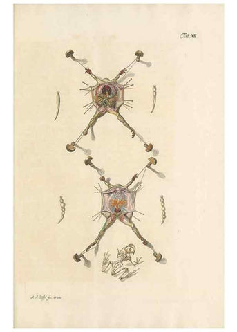 Reproducción/Reproduction 48519428756: Historia naturalis ranarum nostratium :. Nürnberg :gedrucht bey Johann Joseph Fleischmann,1758.. 