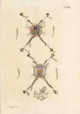 Reproducción/Reproduction 48519428756: Historia naturalis ranarum nostratium :. Nürnberg :gedrucht bey Johann Joseph Fleischmann,1758.. 