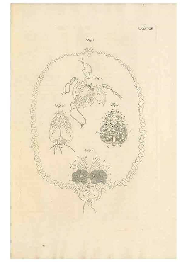 Reproducción/Reproduction 48519594872: Historia naturalis ranarum nostratium :. Nürnberg :gedrucht bey Johann Joseph Fleischmann,1758.. 