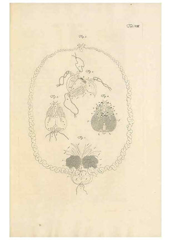 Reproducción/Reproduction 48519594872: Historia naturalis ranarum nostratium :. Nürnberg :gedrucht bey Johann Joseph Fleischmann,1758.. 