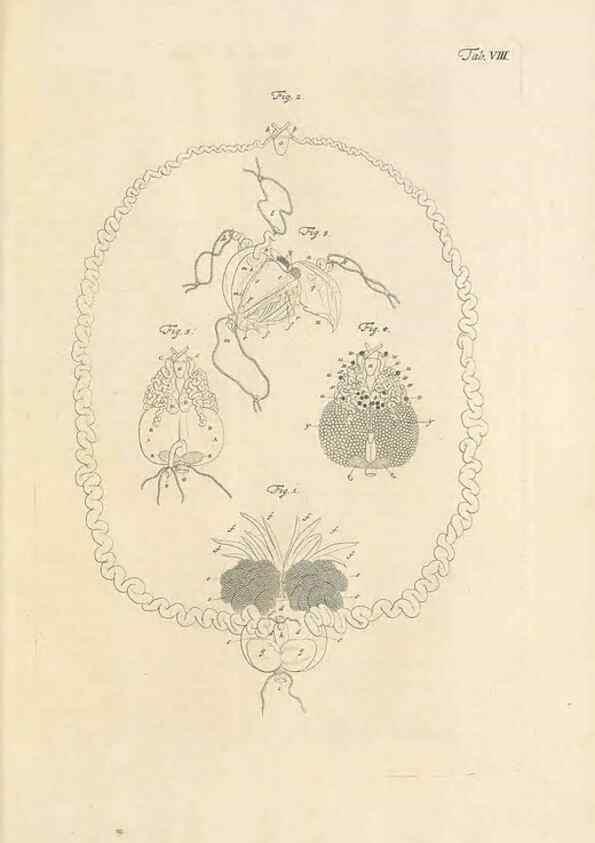 Reproducción/Reproduction 48519594872: Historia naturalis ranarum nostratium :. Nürnberg :gedrucht bey Johann Joseph Fleischmann,1758.. 