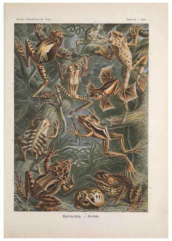Reproducción/Reproduction 48430532836: Kunstformen der Natur. Leipzig und Wien :Verlag des Bibliographischen Instituts,1899-1904.. 
