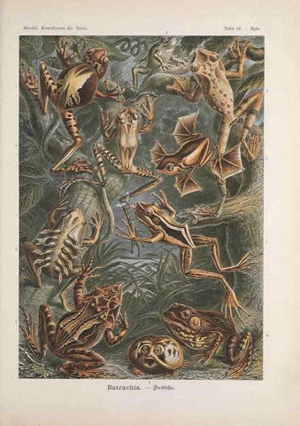 Reproducción/Reproduction 48430532836: Kunstformen der Natur. Leipzig und Wien :Verlag des Bibliographischen Instituts,1899-1904.. 