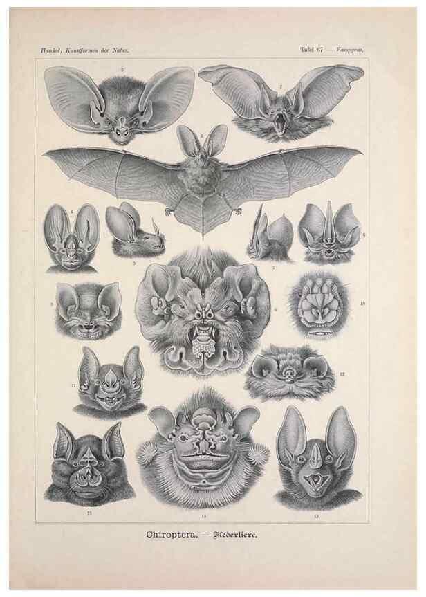 Reproducción/Reproduction 48430532416: Kunstformen der Natur. Leipzig und Wien :Verlag des Bibliographischen Instituts,1899-1904.. 