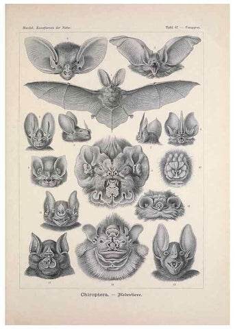 Reproducción/Reproduction 48430532416: Kunstformen der Natur. Leipzig und Wien :Verlag des Bibliographischen Instituts,1899-1904.. 