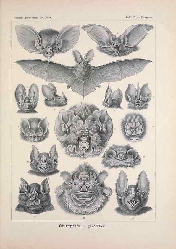 Reproducción/Reproduction 48430532416: Kunstformen der Natur. Leipzig und Wien :Verlag des Bibliographischen Instituts,1899-1904.. 