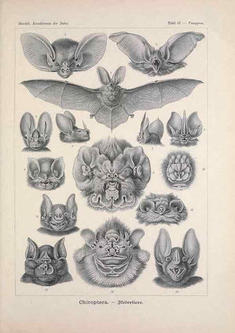 Reproducción/Reproduction 48430532416: Kunstformen der Natur. Leipzig und Wien :Verlag des Bibliographischen Instituts,1899-1904.. 