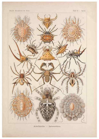Reproducción/Reproduction 48430673557: Kunstformen der Natur. Leipzig und Wien :Verlag des Bibliographischen Instituts,1899-1904.. 