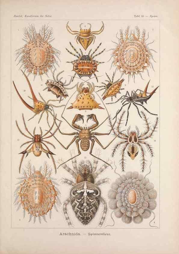 Reproducción/Reproduction 48430673557: Kunstformen der Natur. Leipzig und Wien :Verlag des Bibliographischen Instituts,1899-1904.. 