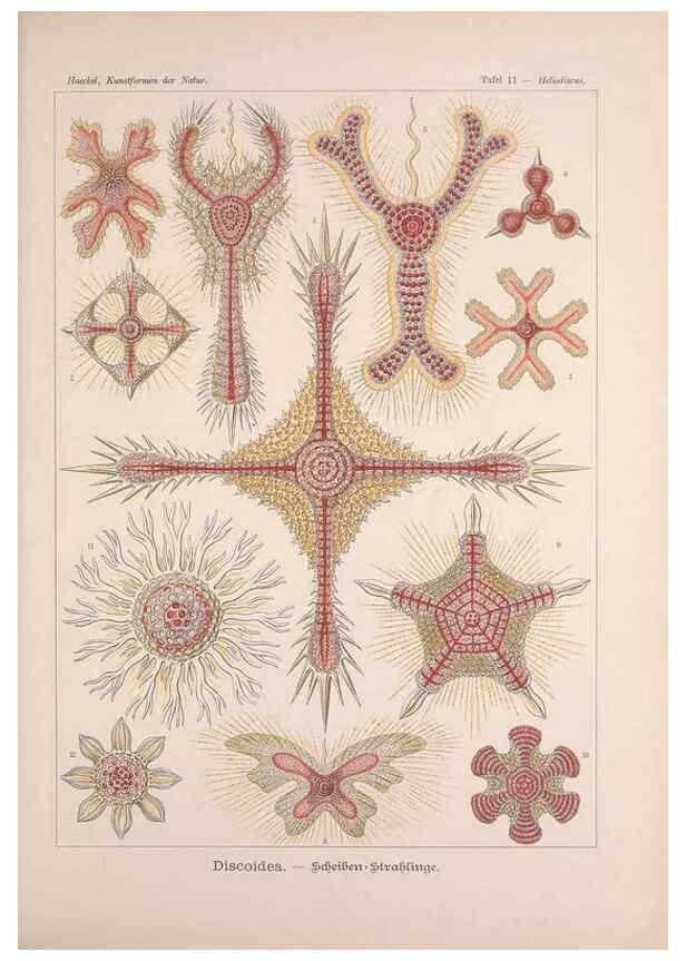 Reproducción/Reproduction 48430649817: Kunstformen der Natur. Leipzig und Wien :Verlag des Bibliographischen Instituts,1899-1904.. 
