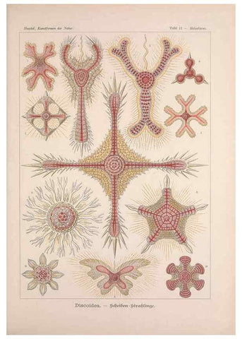 Reproducción/Reproduction 48430649817: Kunstformen der Natur. Leipzig und Wien :Verlag des Bibliographischen Instituts,1899-1904.. 