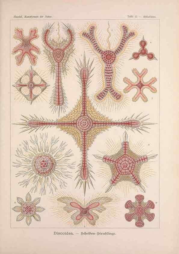 Reproducción/Reproduction 48430649817: Kunstformen der Natur. Leipzig und Wien :Verlag des Bibliographischen Instituts,1899-1904.. 