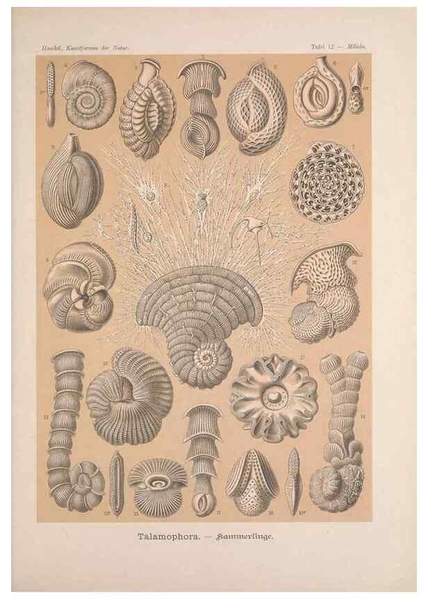 Reproducción/Reproduction 48430650227: Kunstformen der Natur. Leipzig und Wien :Verlag des Bibliographischen Instituts,1899-1904.. 