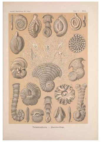 Reproducción/Reproduction 48430650227: Kunstformen der Natur. Leipzig und Wien :Verlag des Bibliographischen Instituts,1899-1904.. 