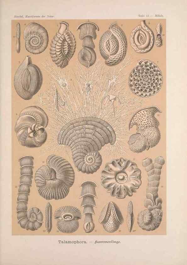 Reproducción/Reproduction 48430650227: Kunstformen der Natur. Leipzig und Wien :Verlag des Bibliographischen Instituts,1899-1904.. 