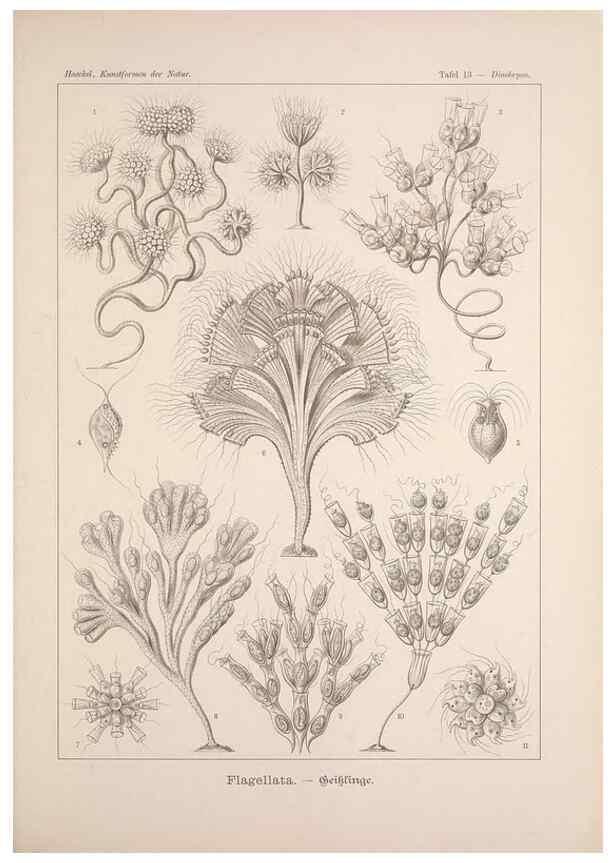 Reproducción/Reproduction 48430508991: Kunstformen der Natur. Leipzig und Wien :Verlag des Bibliographischen Instituts,1899-1904.. 