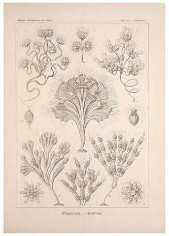 Reproducción/Reproduction 48430508991: Kunstformen der Natur. Leipzig und Wien :Verlag des Bibliographischen Instituts,1899-1904.. 
