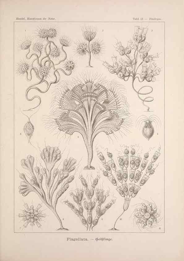 Reproducción/Reproduction 48430508991: Kunstformen der Natur. Leipzig und Wien :Verlag des Bibliographischen Instituts,1899-1904.. 