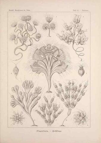 Reproducción/Reproduction 48430508991: Kunstformen der Natur. Leipzig und Wien :Verlag des Bibliographischen Instituts,1899-1904.. 